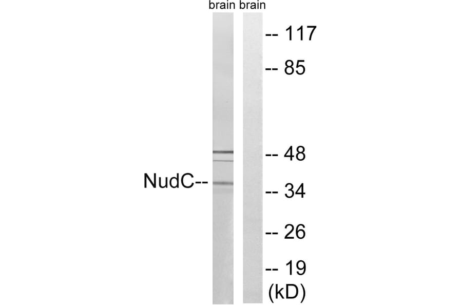 Western Blot - Anti-NudC Antibody (B8388) - Antibodies.com