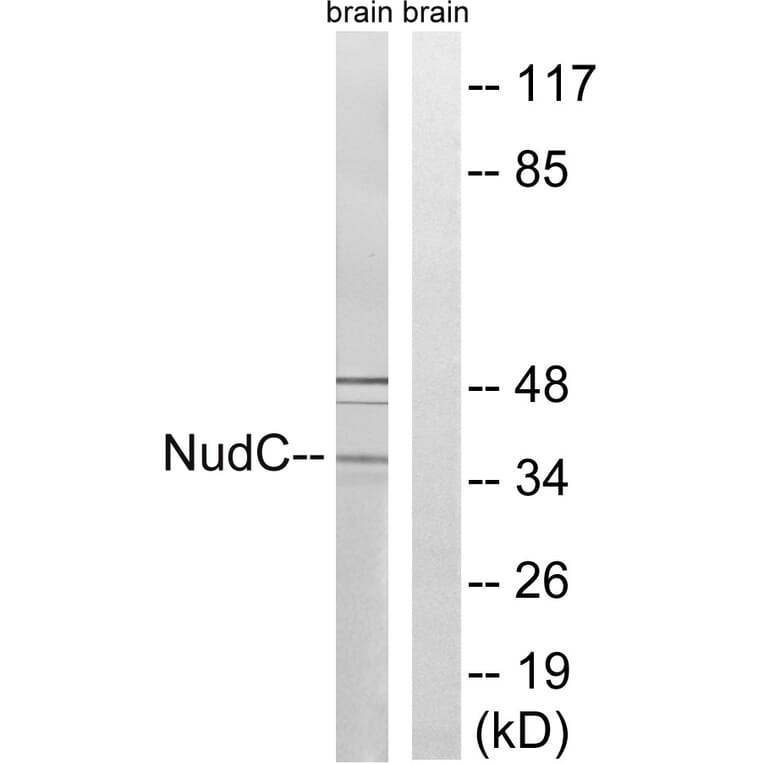 Western Blot - Anti-NudC Antibody (B8388) - Antibodies.com