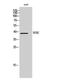 Western Blot - Anti-NudC Antibody (B8388) - Antibodies.com