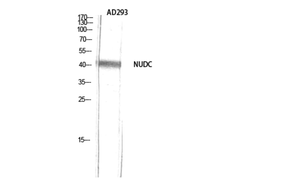 Western Blot - Anti-NudC Antibody (B8388) - Antibodies.com