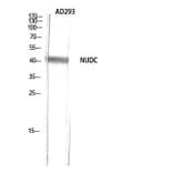 Western Blot - Anti-NudC Antibody (B8388) - Antibodies.com