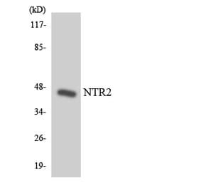 Western Blot - Anti-NTR2 Antibody (R12-3112) - Antibodies.com