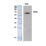 Western Blot - Anti-NTN1 Antibody (C30248) - Antibodies.com