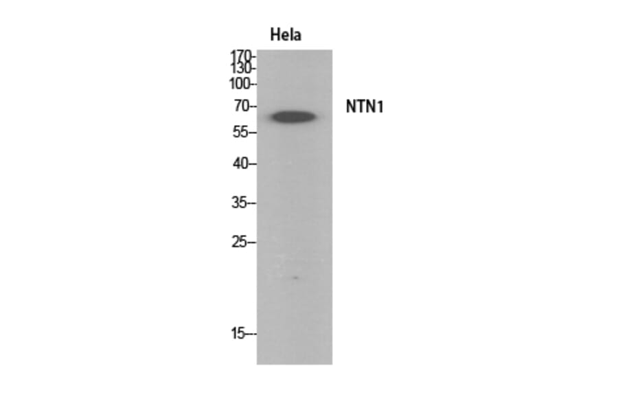 Western Blot - Anti-NTN1 Antibody (C30248) - Antibodies.com