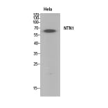 Western Blot - Anti-NTN1 Antibody (C30248) - Antibodies.com