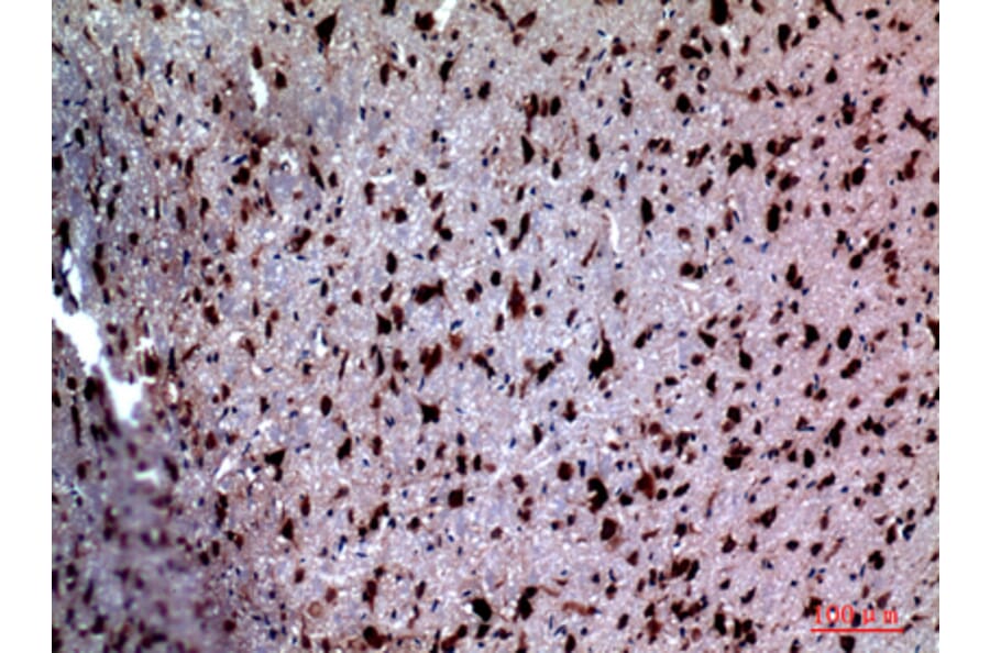 Immunohistochemistry - Anti-NTN1 Antibody (C30248) - Antibodies.com