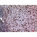 Immunohistochemistry - Anti-NTN1 Antibody (C30248) - Antibodies.com