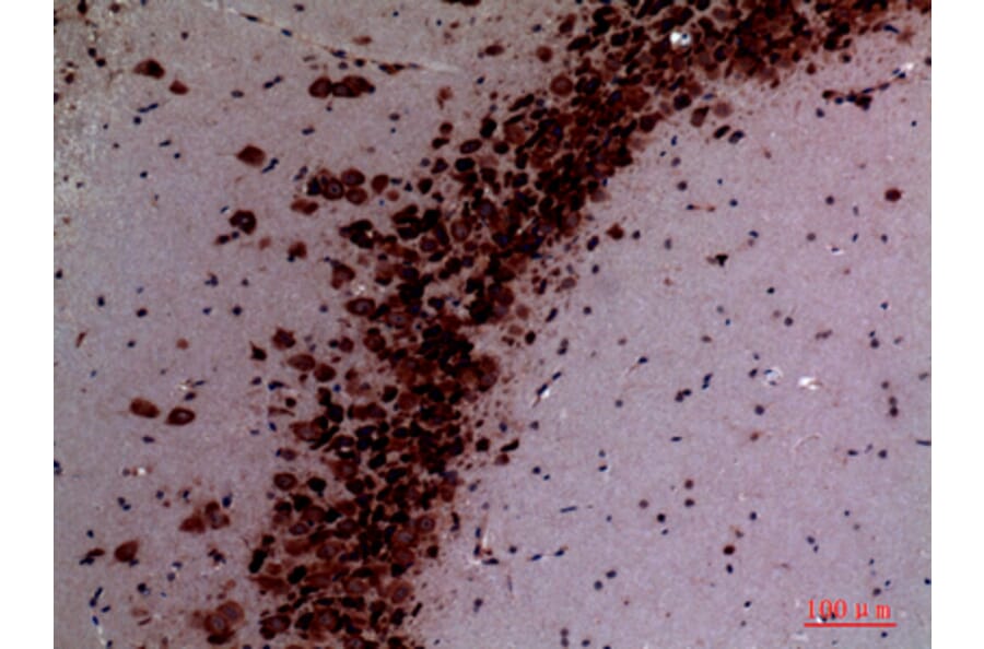 Immunohistochemistry - Anti-NTN1 Antibody (C30248) - Antibodies.com
