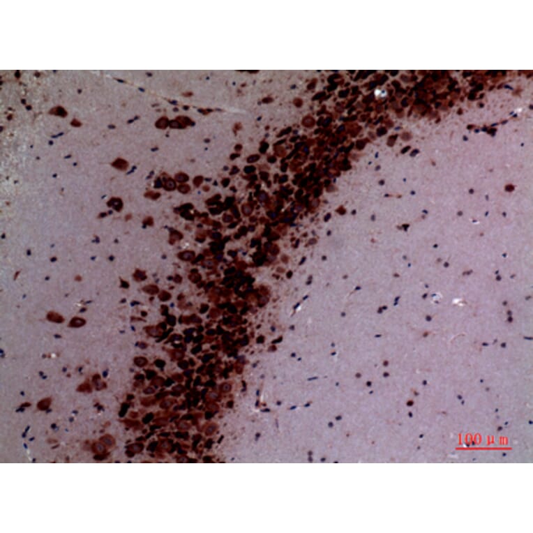 Immunohistochemistry - Anti-NTN1 Antibody (C30248) - Antibodies.com