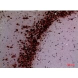 Immunohistochemistry - Anti-NTN1 Antibody (C30248) - Antibodies.com