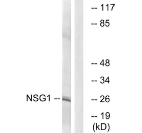 Western Blot - Anti-NSG1 Antibody (C17009) - Antibodies.com