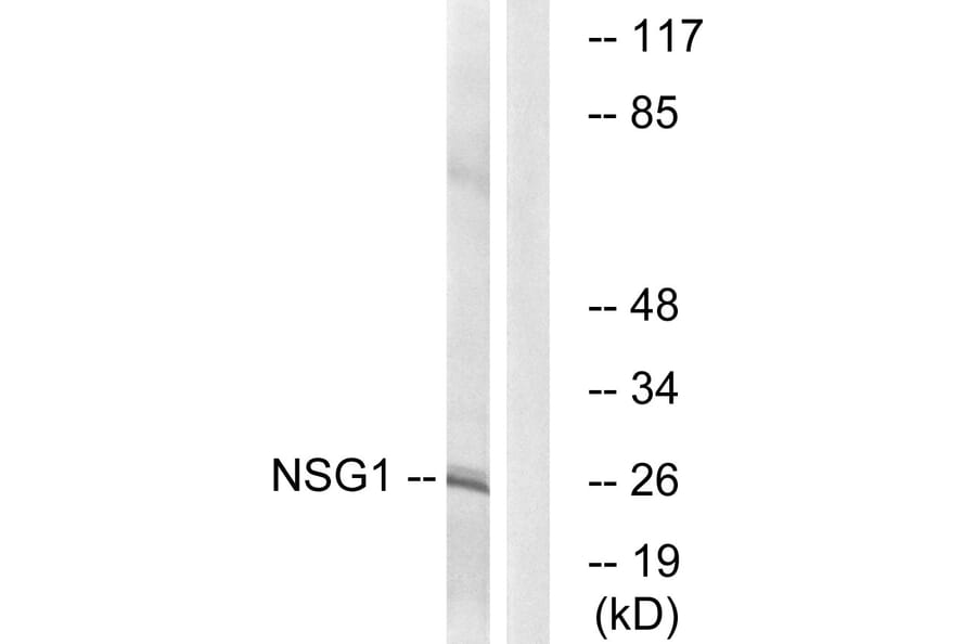 Western Blot - Anti-NSG1 Antibody (C17009) - Antibodies.com