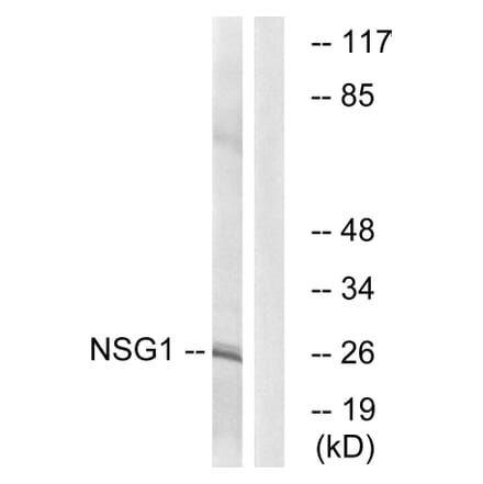 Western Blot - Anti-NSG1 Antibody (C17009) - Antibodies.com