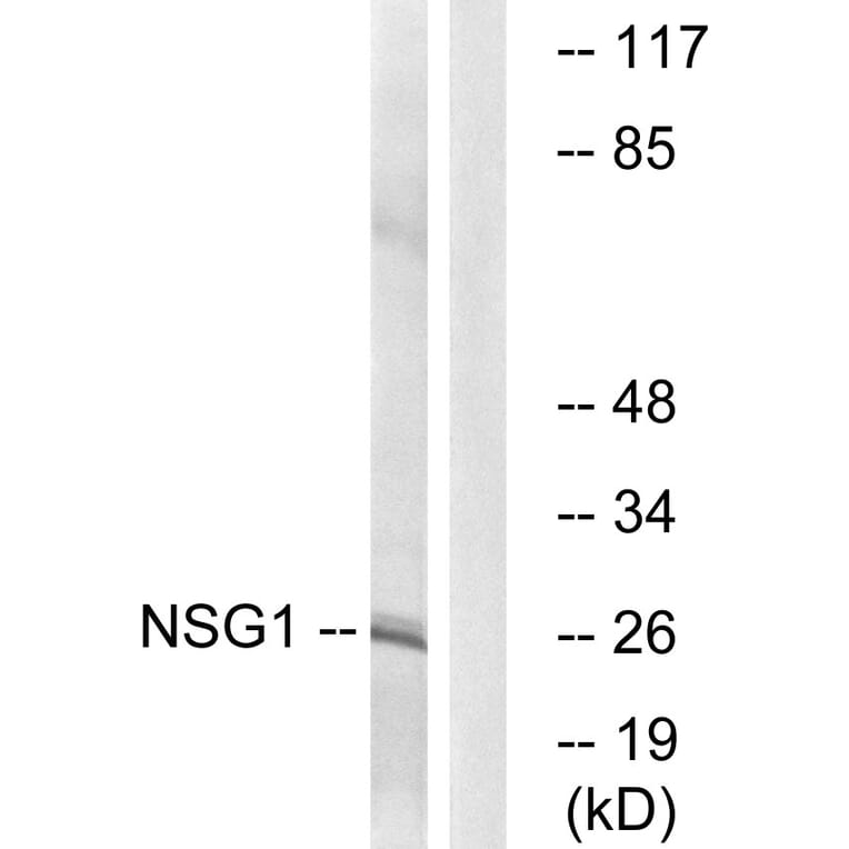 Western Blot - Anti-NSG1 Antibody (C17009) - Antibodies.com