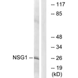 Western Blot - Anti-NSG1 Antibody (C17009) - Antibodies.com