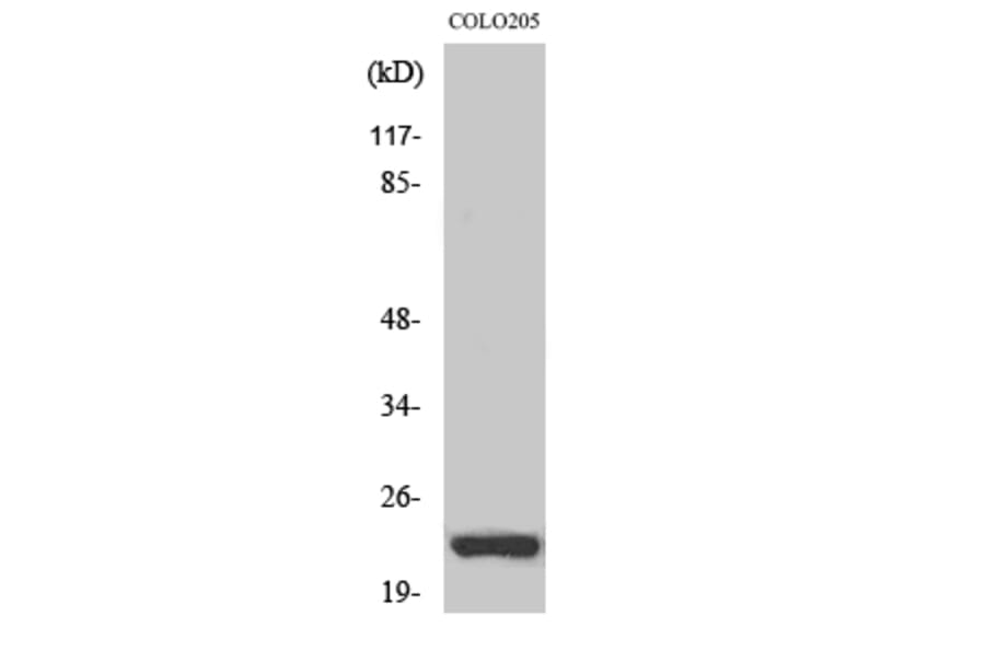 Western Blot - Anti-NSG1 Antibody (C17009) - Antibodies.com