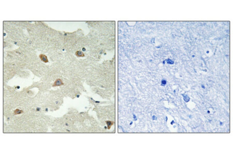 Immunohistochemistry - Anti-NSG1 Antibody (C17009) - Antibodies.com