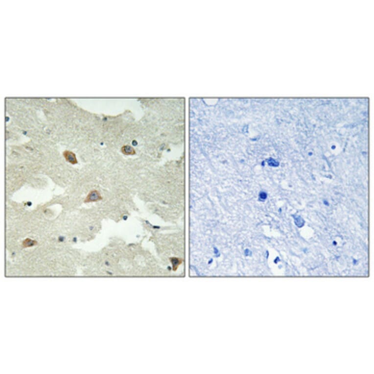Immunohistochemistry - Anti-NSG1 Antibody (C17009) - Antibodies.com