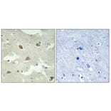 Immunohistochemistry - Anti-NSG1 Antibody (C17009) - Antibodies.com