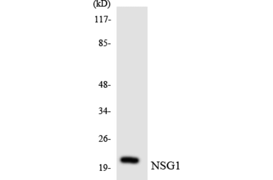 Western Blot - Anti-NSG1 Antibody (R12-3109) - Antibodies.com