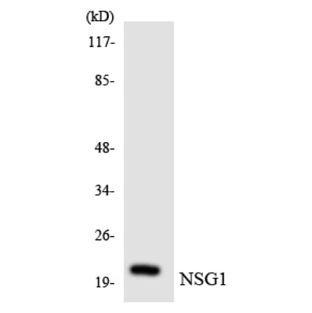 Western Blot - Anti-NSG1 Antibody (R12-3109) - Antibodies.com