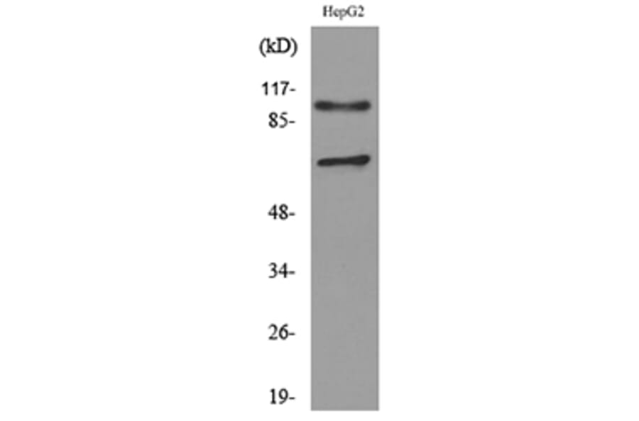 Western Blot - Anti-NRP2 Antibody (C30291) - Antibodies.com