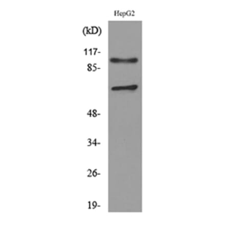 Western Blot - Anti-NRP2 Antibody (C30291) - Antibodies.com