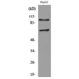 Western Blot - Anti-NRP2 Antibody (C30291) - Antibodies.com