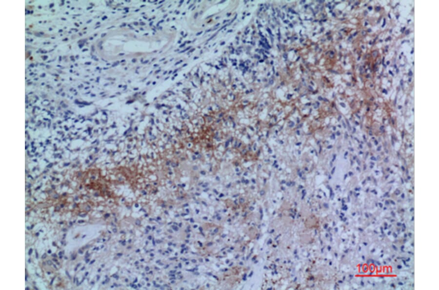 Immunohistochemistry - Anti-NRP2 Antibody (C30291) - Antibodies.com