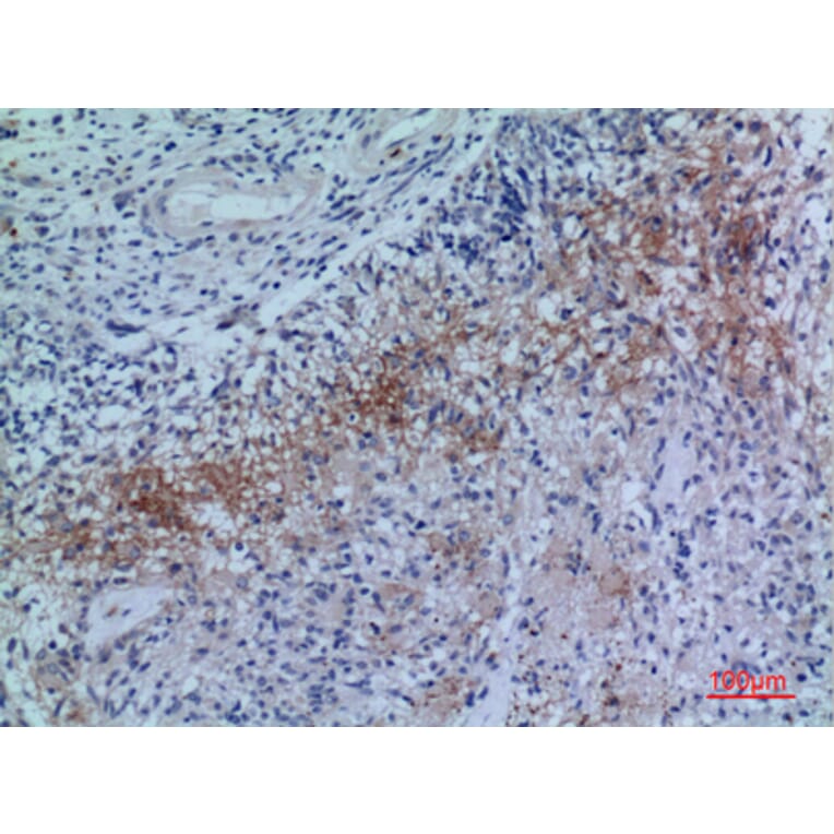 Immunohistochemistry - Anti-NRP2 Antibody (C30291) - Antibodies.com