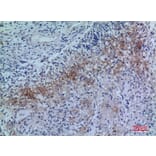 Immunohistochemistry - Anti-NRP2 Antibody (C30291) - Antibodies.com