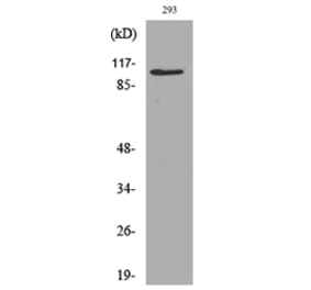 Western Blot - Anti-NRP1 Antibody (C30279) - Antibodies.com