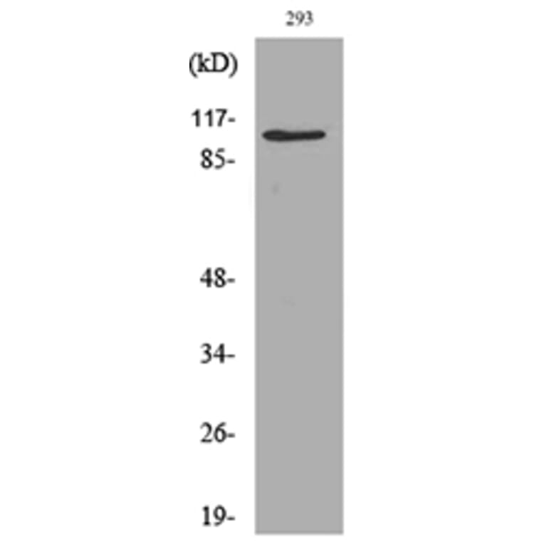 Western Blot - Anti-NRP1 Antibody (C30279) - Antibodies.com