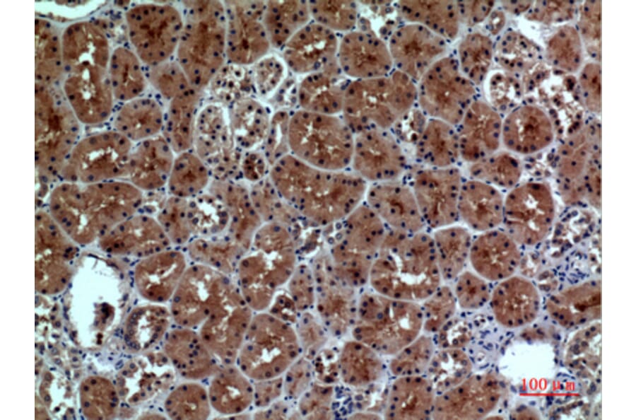 Immunohistochemistry - Anti-NRP1 Antibody (C30279) - Antibodies.com
