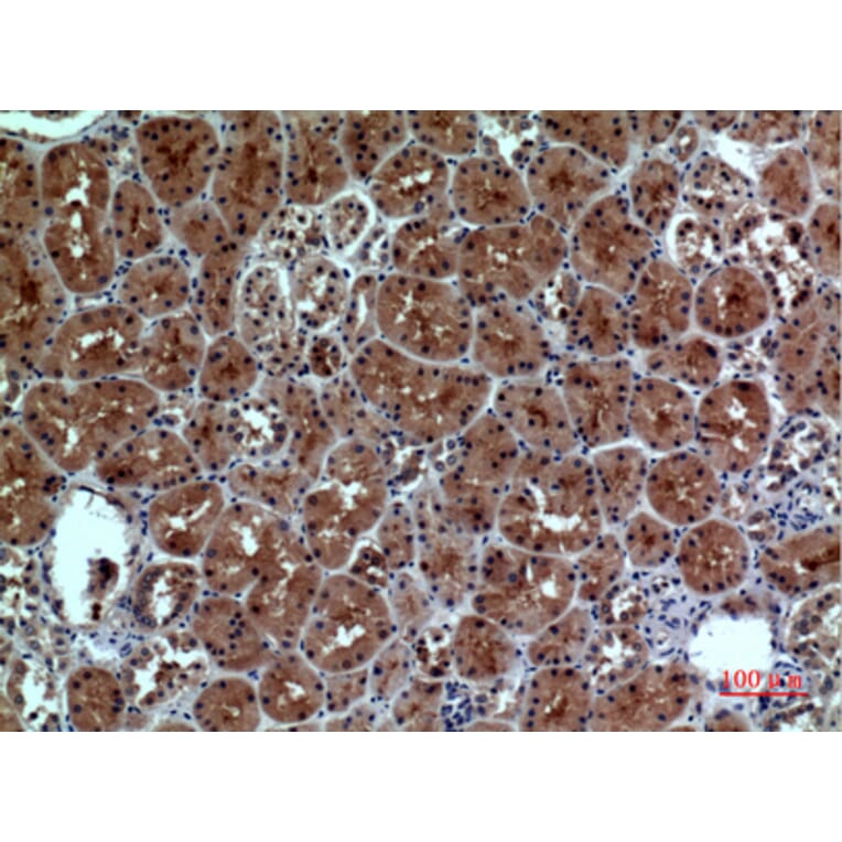 Immunohistochemistry - Anti-NRP1 Antibody (C30279) - Antibodies.com