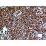 Immunohistochemistry - Anti-NRP1 Antibody (C30279) - Antibodies.com