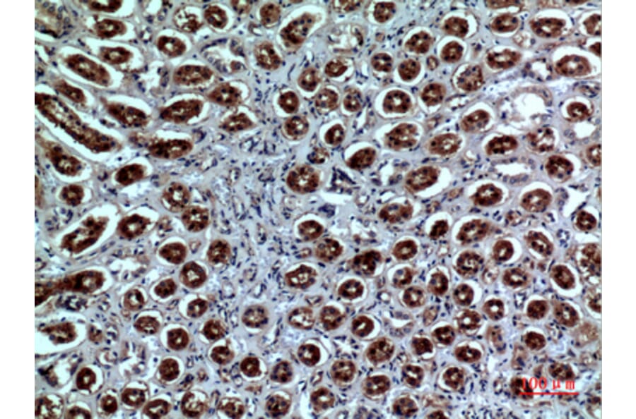 Immunohistochemistry - Anti-NRP1 Antibody (C30279) - Antibodies.com