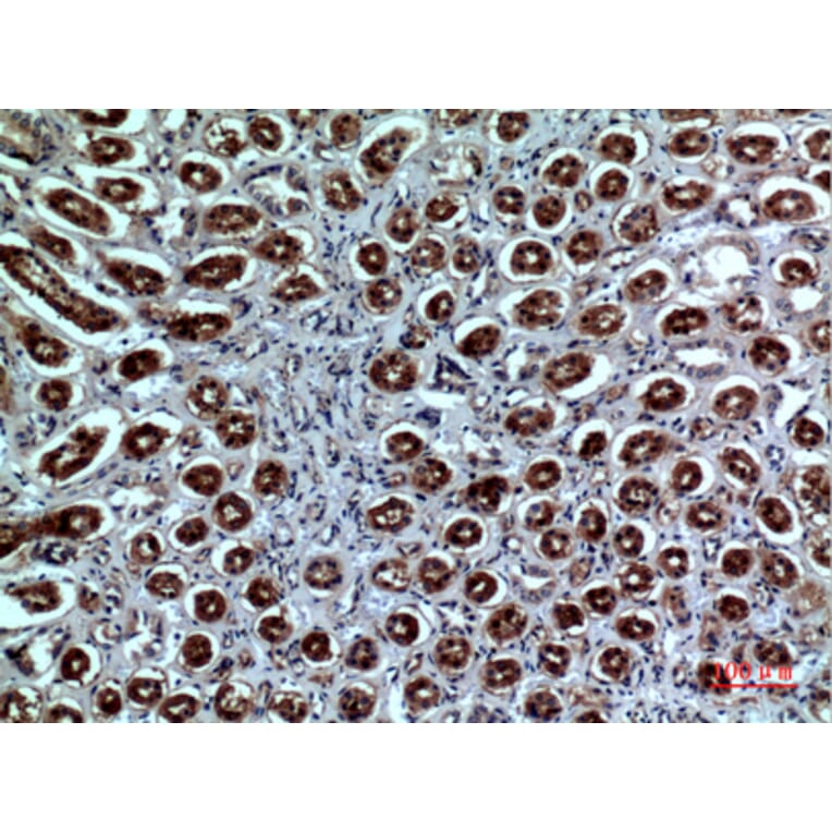 Immunohistochemistry - Anti-NRP1 Antibody (C30279) - Antibodies.com