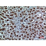 Immunohistochemistry - Anti-NRP1 Antibody (C30279) - Antibodies.com
