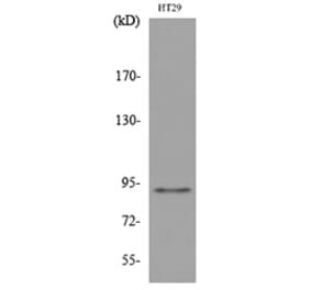 Western Blot - Anti-NRG2 Antibody (C30240) - Antibodies.com