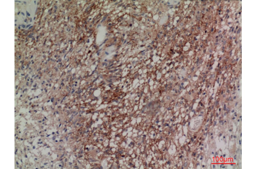 Immunohistochemistry - Anti-NRG2 Antibody (C30240) - Antibodies.com