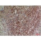 Immunohistochemistry - Anti-NRG2 Antibody (C30240) - Antibodies.com