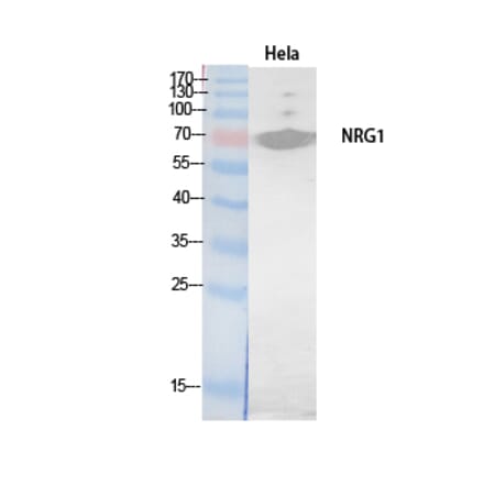 Western Blot - Anti-NRG1 Antibody (C30717) - Antibodies.com