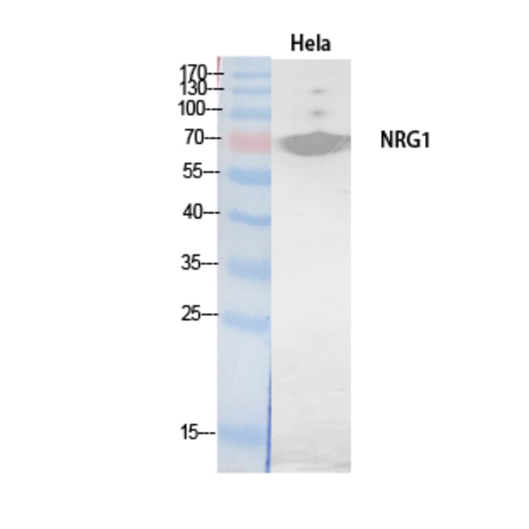 Western Blot - Anti-NRG1 Antibody (C30717) - Antibodies.com