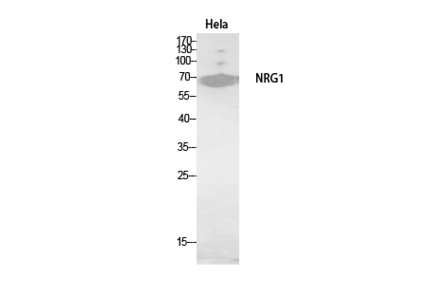 Western Blot - Anti-NRG1 Antibody (C30717) - Antibodies.com