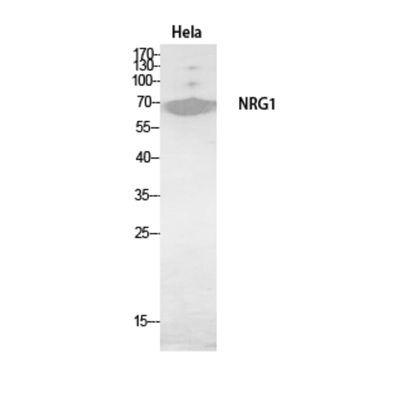 Western Blot - Anti-NRG1 Antibody (C30717) - Antibodies.com