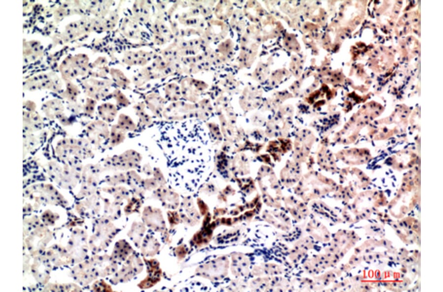 Immunohistochemistry - Anti-NRG1 Antibody (C30717) - Antibodies.com