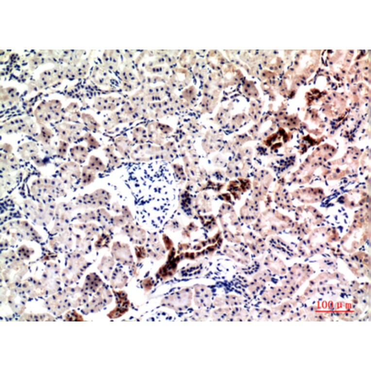 Immunohistochemistry - Anti-NRG1 Antibody (C30717) - Antibodies.com