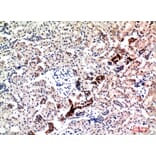 Immunohistochemistry - Anti-NRG1 Antibody (C30717) - Antibodies.com