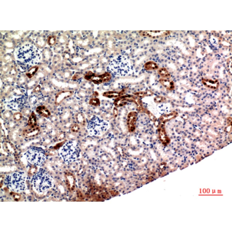 Immunohistochemistry - Anti-NRG1 Antibody (C30717) - Antibodies.com